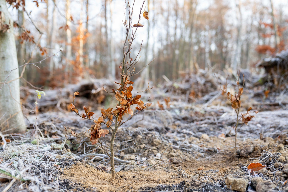 Die Natur gibt - lavera gibt zurück: europaweit bereits über 63.000 Bäume gepflanzt