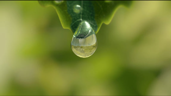 Goutte d'eau suspendue à une feuille verte en gros plan