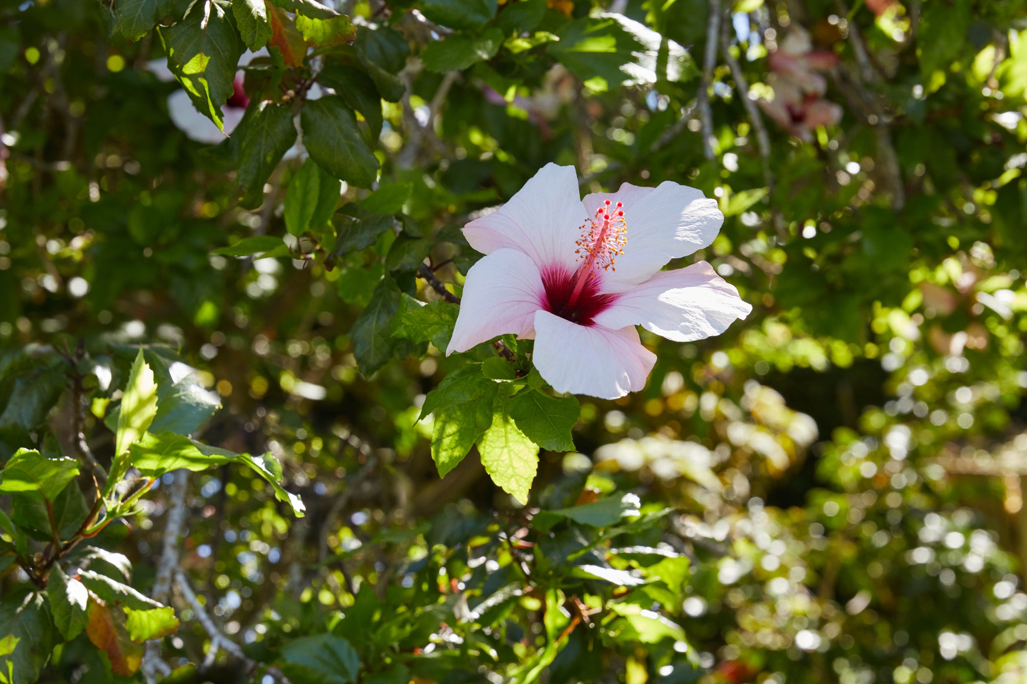 Hibiskusblüte am Baum