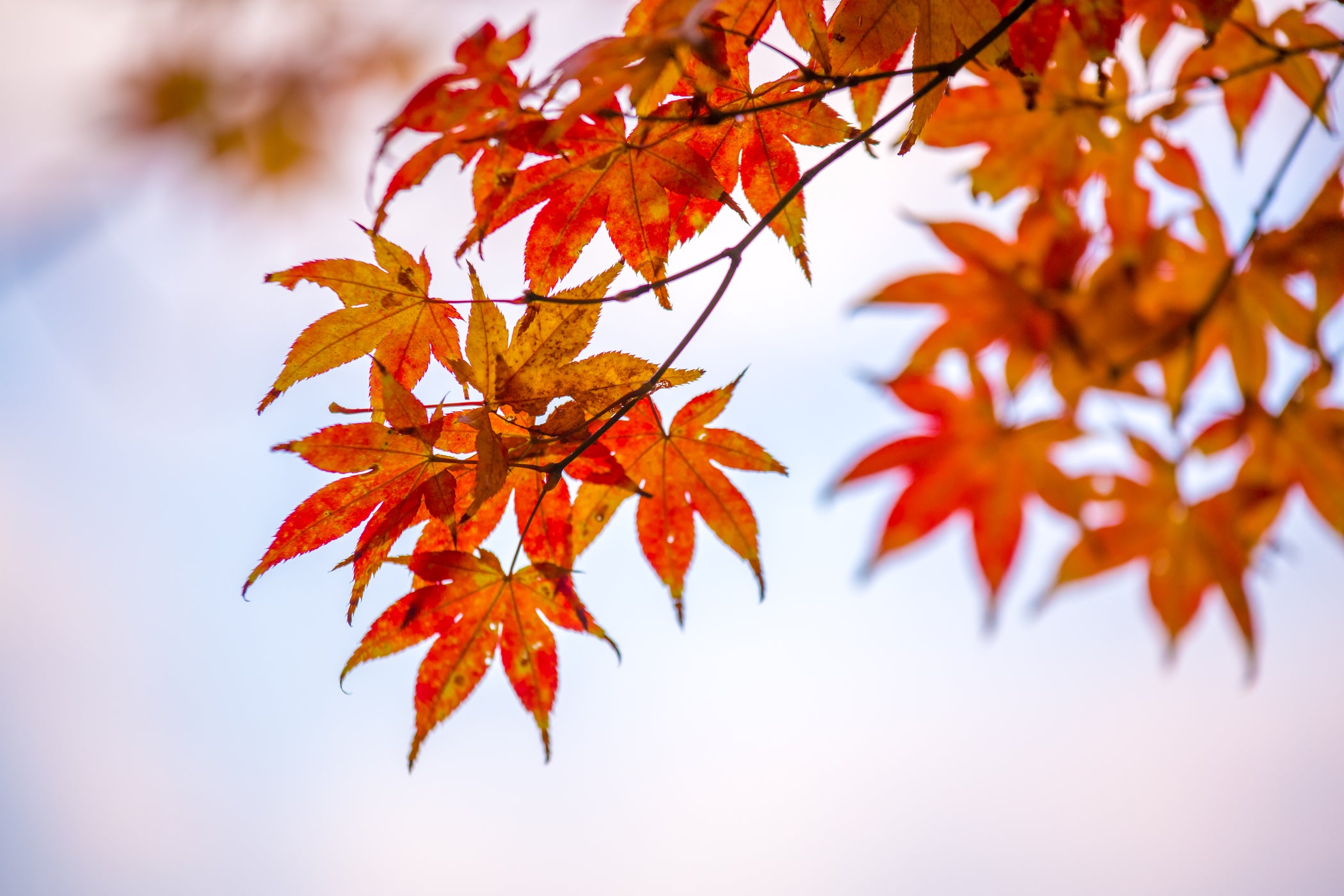 Feuille d'érable d'automne rouge