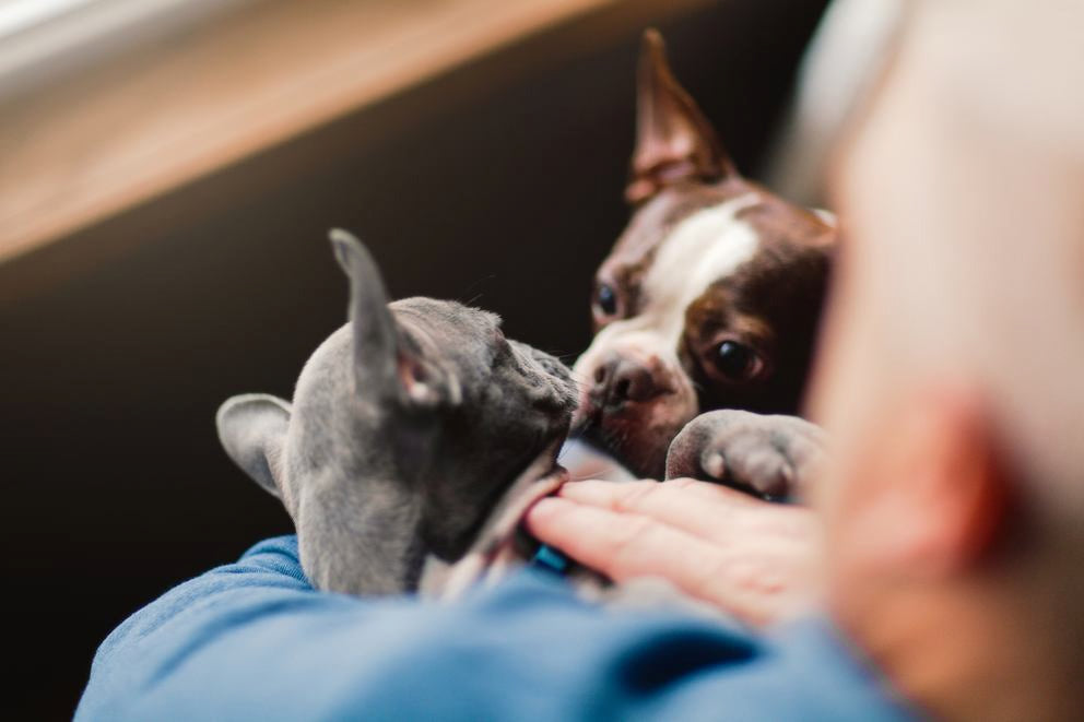 Chat et petit chien blottis sur les genoux, museau contre museau