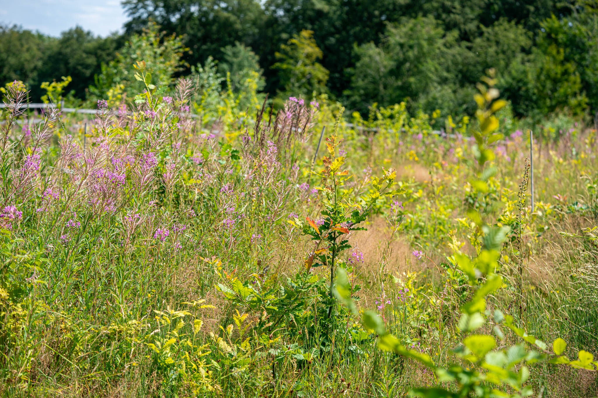 Feld mit lila Blumen