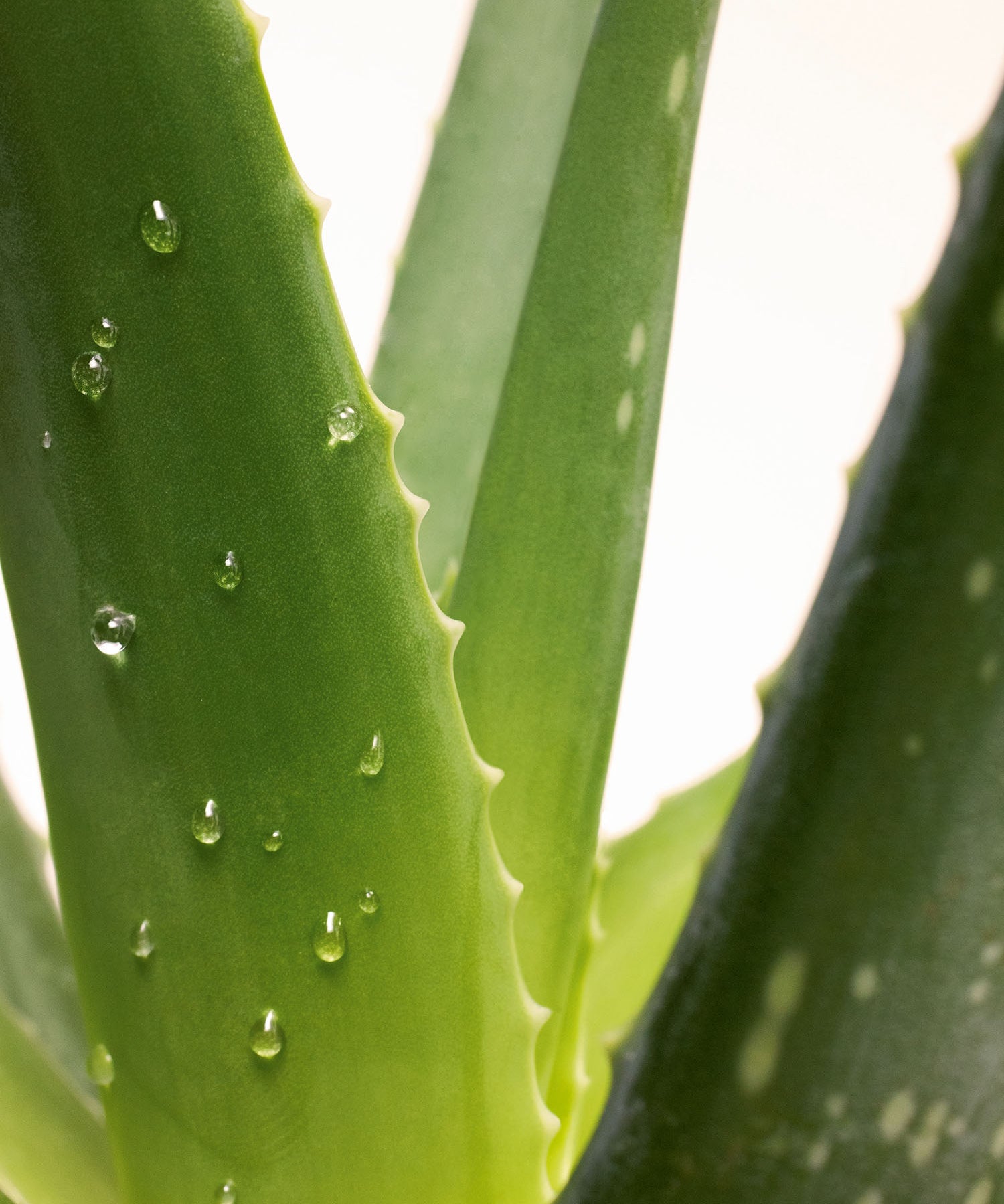 lavera basis sensitive Lait Corps Raffermissant lors de l'application