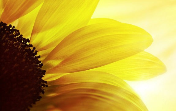 Gros plan d'un tournesol jaune à contre-jour