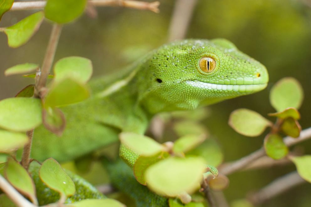 Lézard vert dans les branches, gros plan avec arrière-plan de feuilles flou