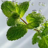 lavera Shampooing Soin Fresh & Clear