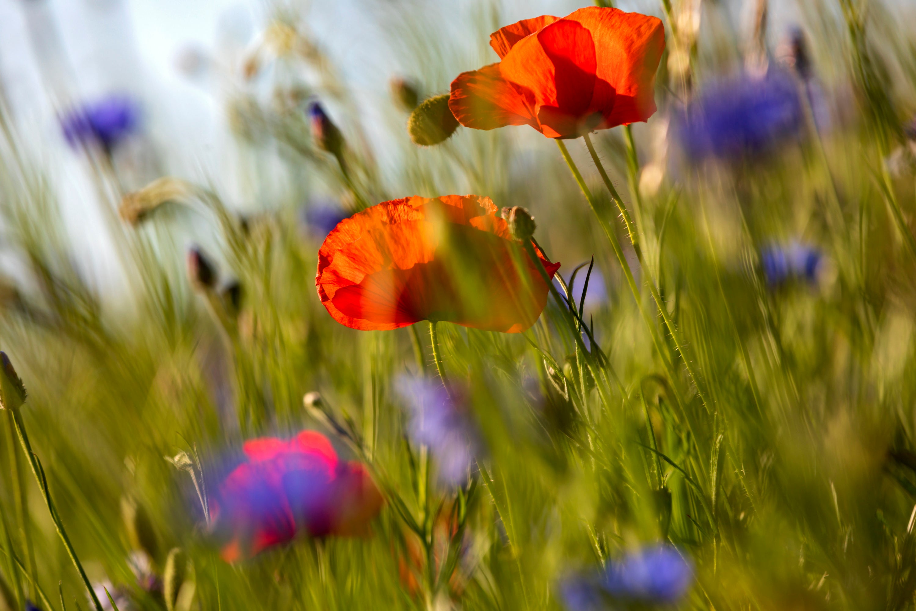 Bleuets rouges et bleus dans un champ