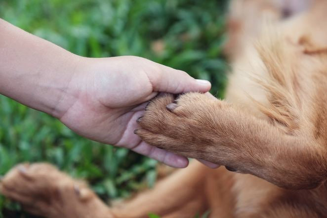Main tenant patte de chien, gros plan comme symbole de confiance