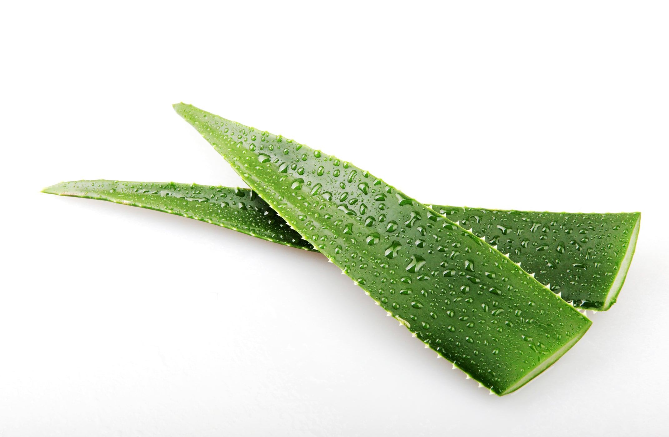 Gros plan Aloe Vera fond blanc