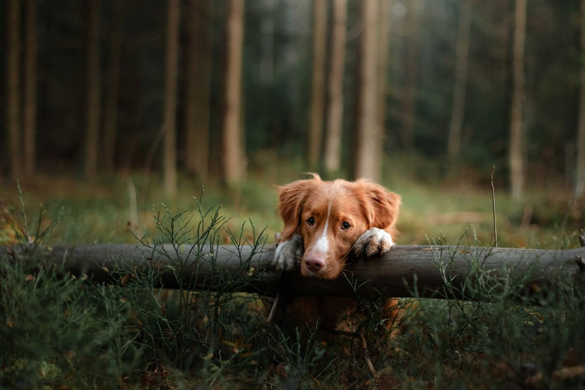 Chien appuie ses pattes sur un tronc d'arbre dans la forêt et regarde la caméra