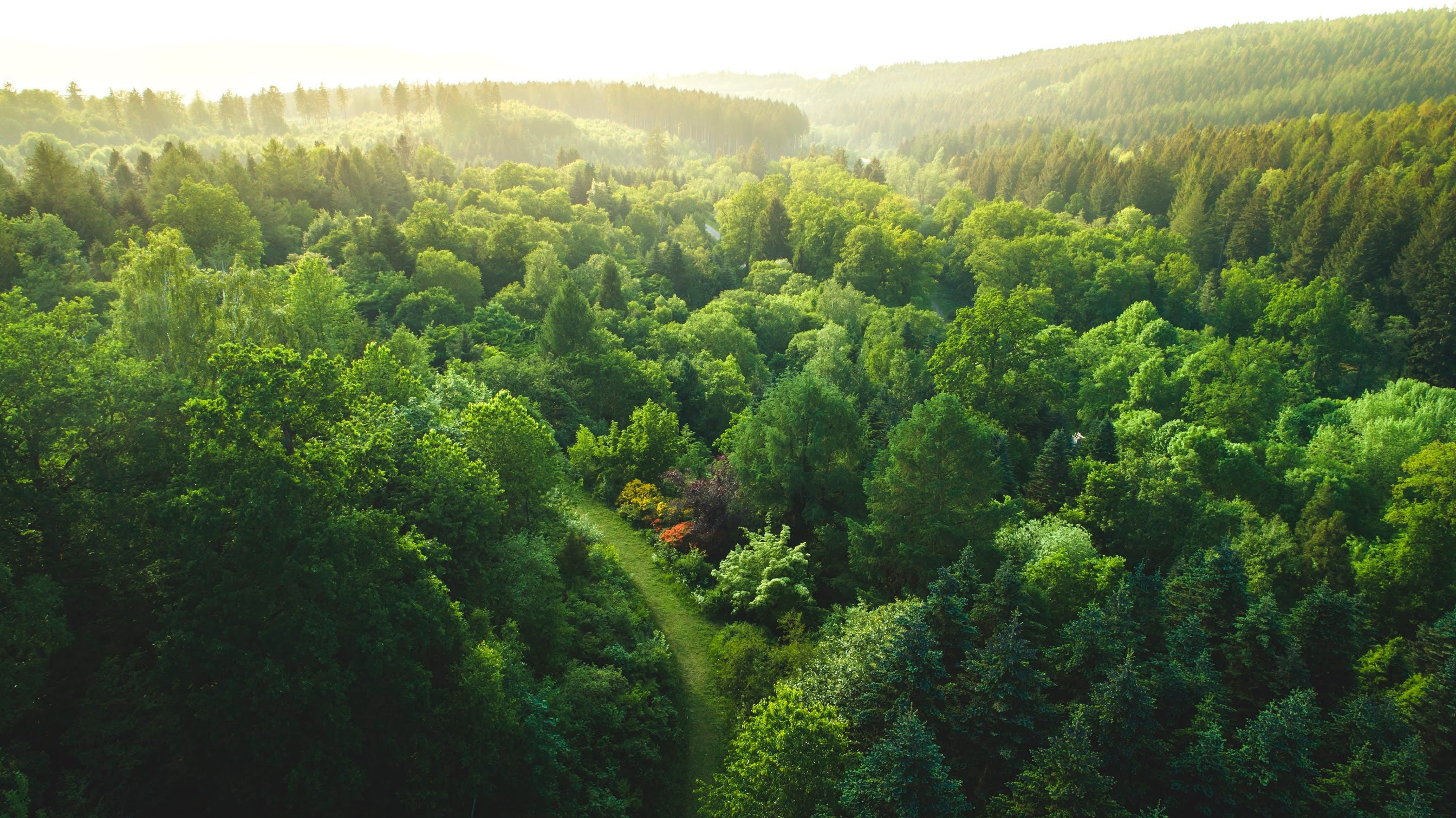 Vue panoramique aérienne d'une forêt en plein jour