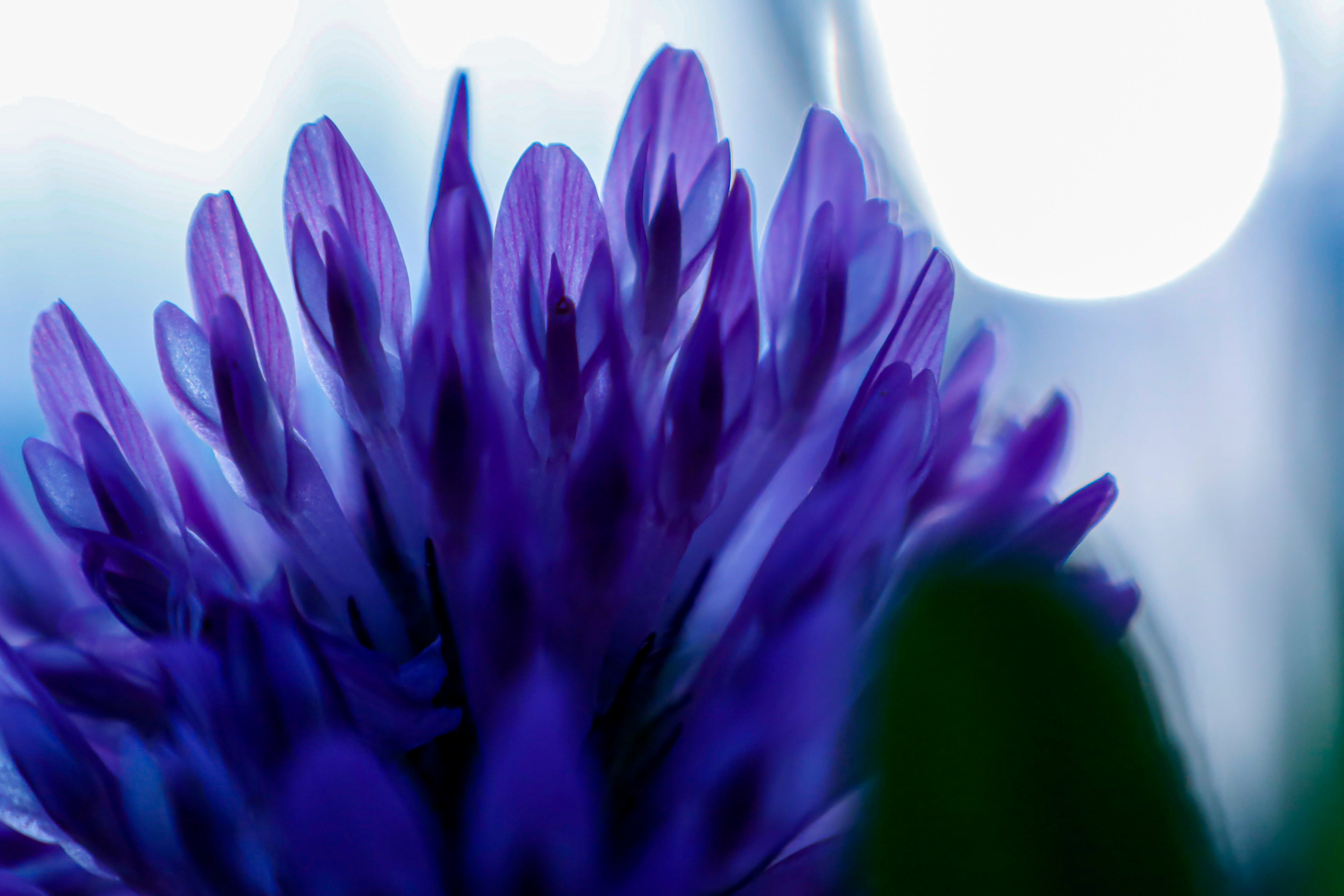 fleur de bakuchiol violet foncé en gros plan