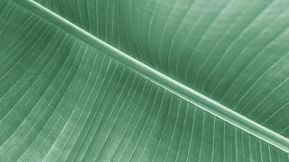 Algue bio