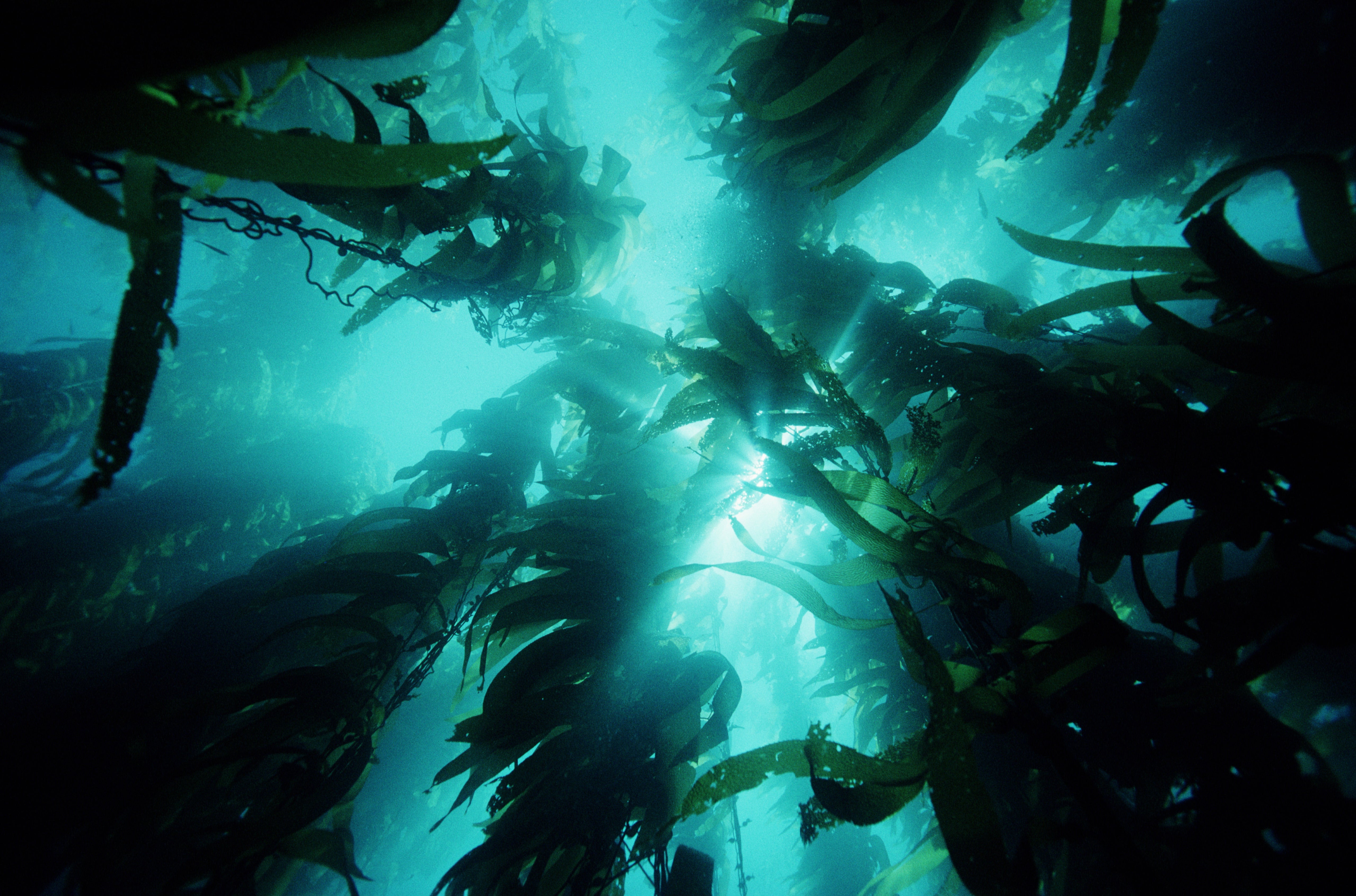 Unterwasseransicht mit Algen, die vom Licht durchflutet werden