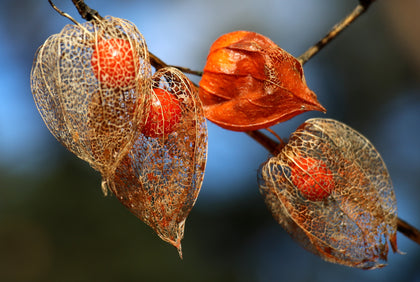 Ashwagandha Bio
