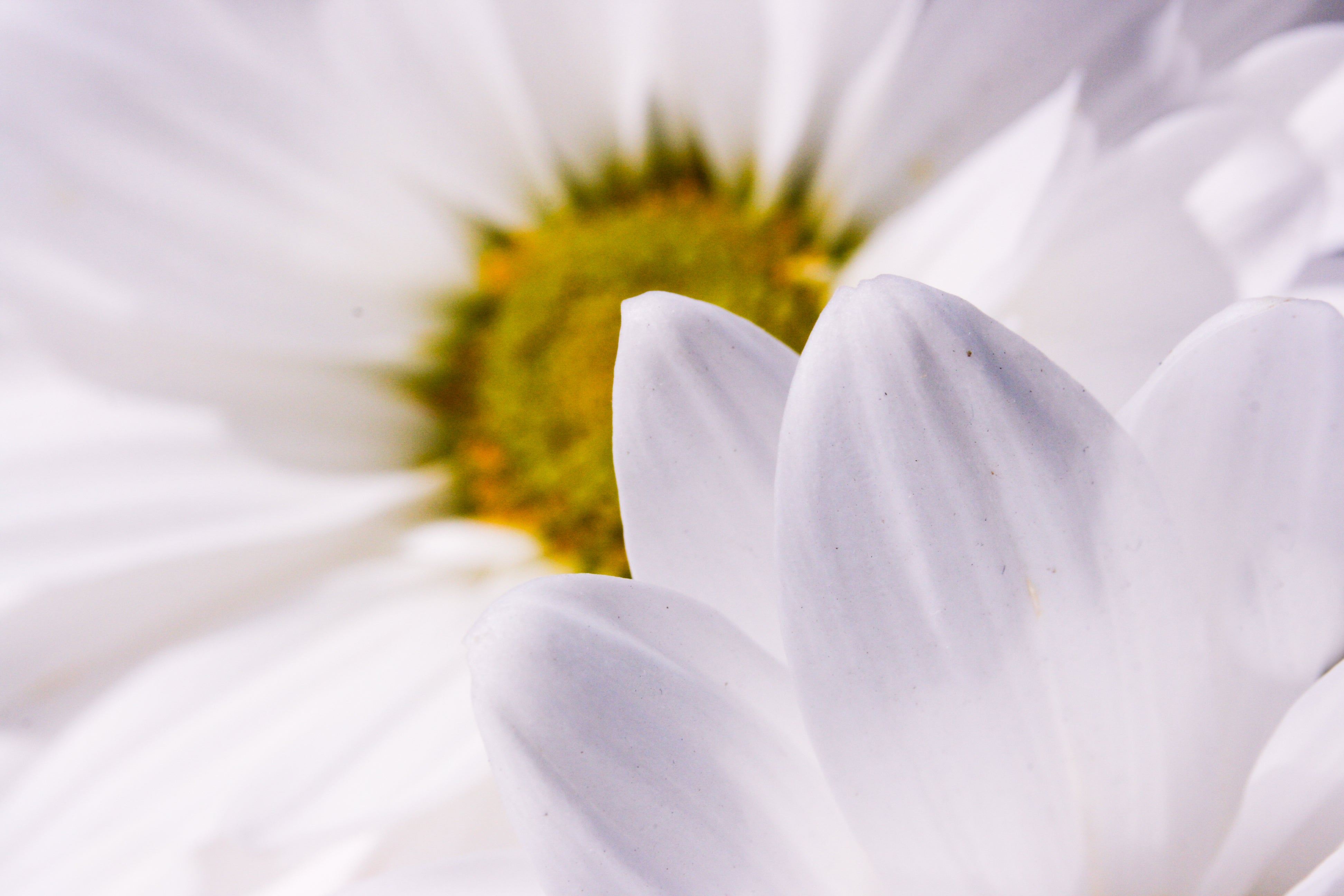 Gros plan d'une pâquerette