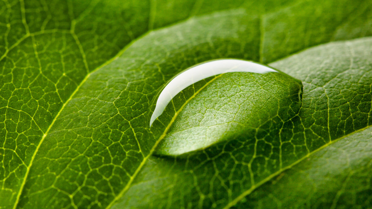 Makro-Aufnahme Blatt mit Wassertropfen