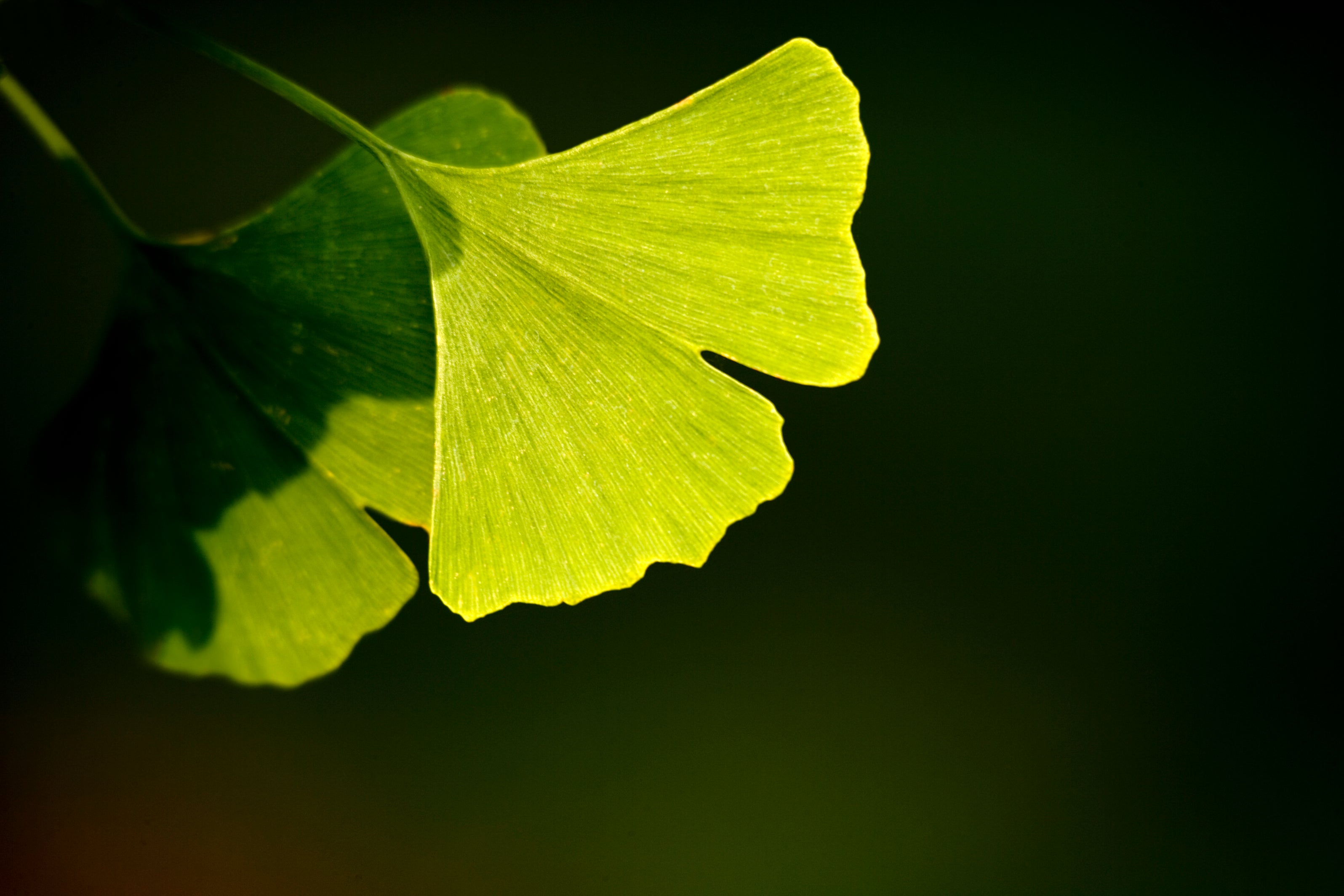 Blatt eines Ginkgo