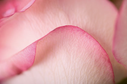 Pivoine