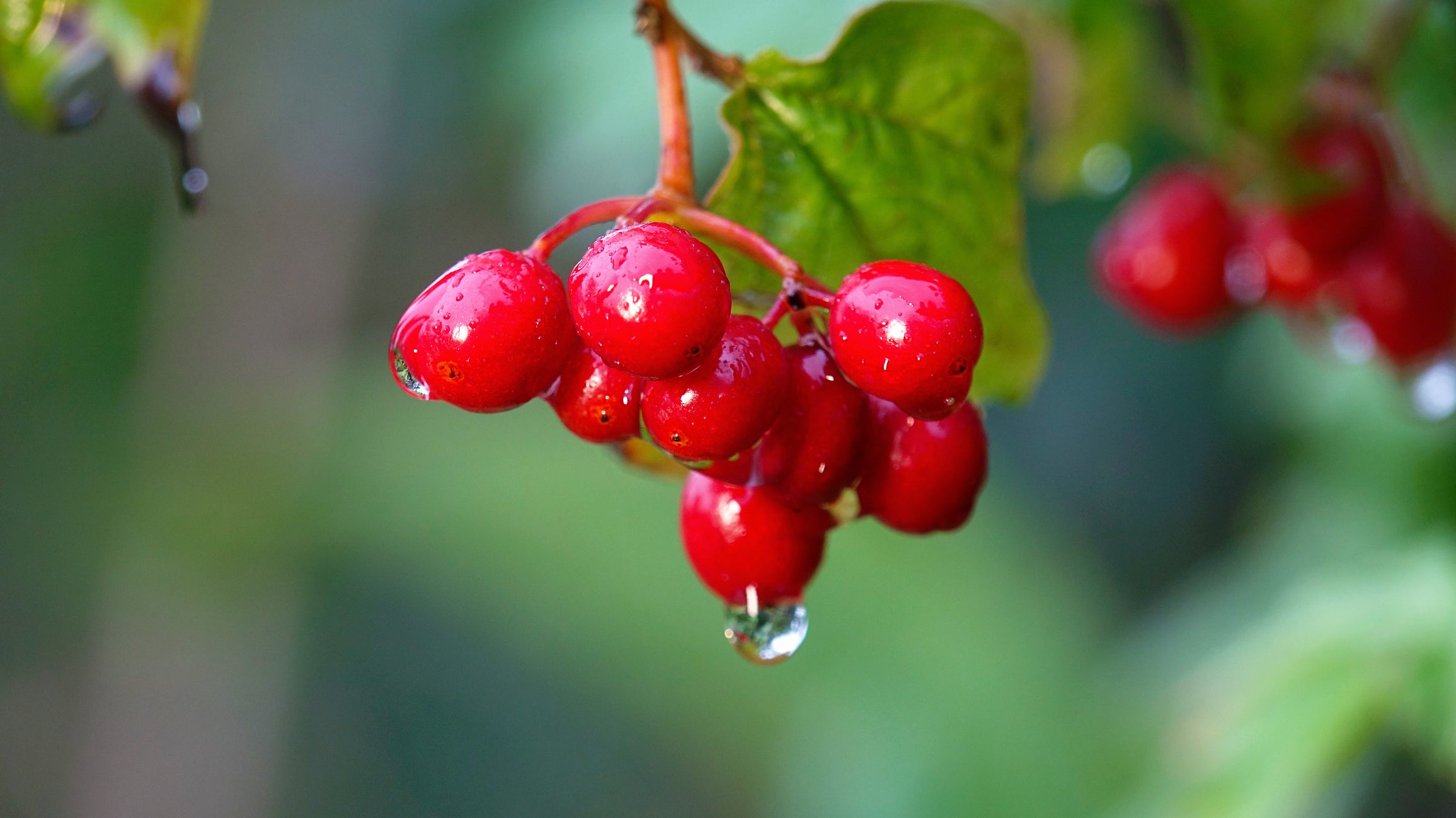 Gros plan de baies de schisandra rouges