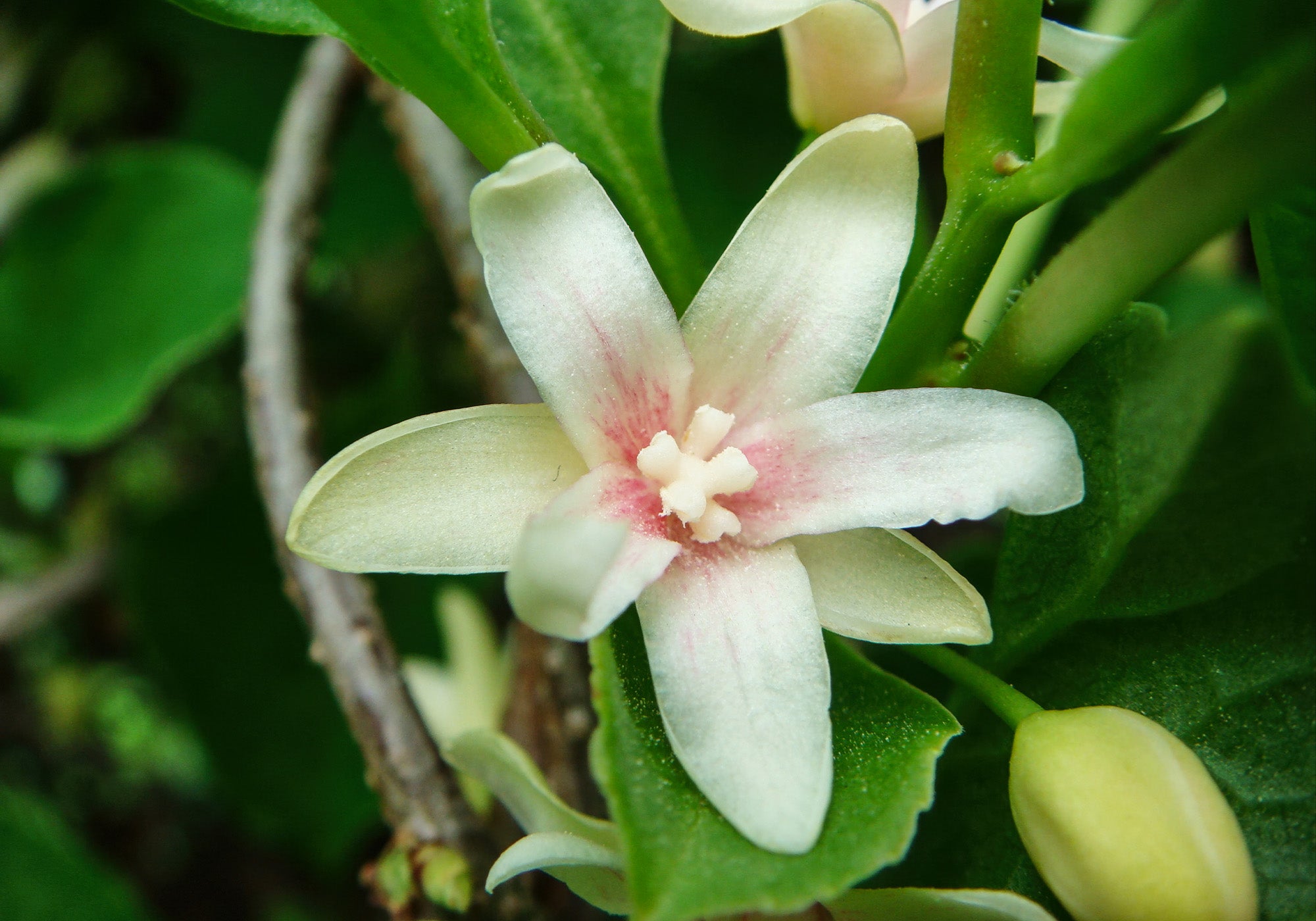 Nahaufnahme einer Schisandra Blüte