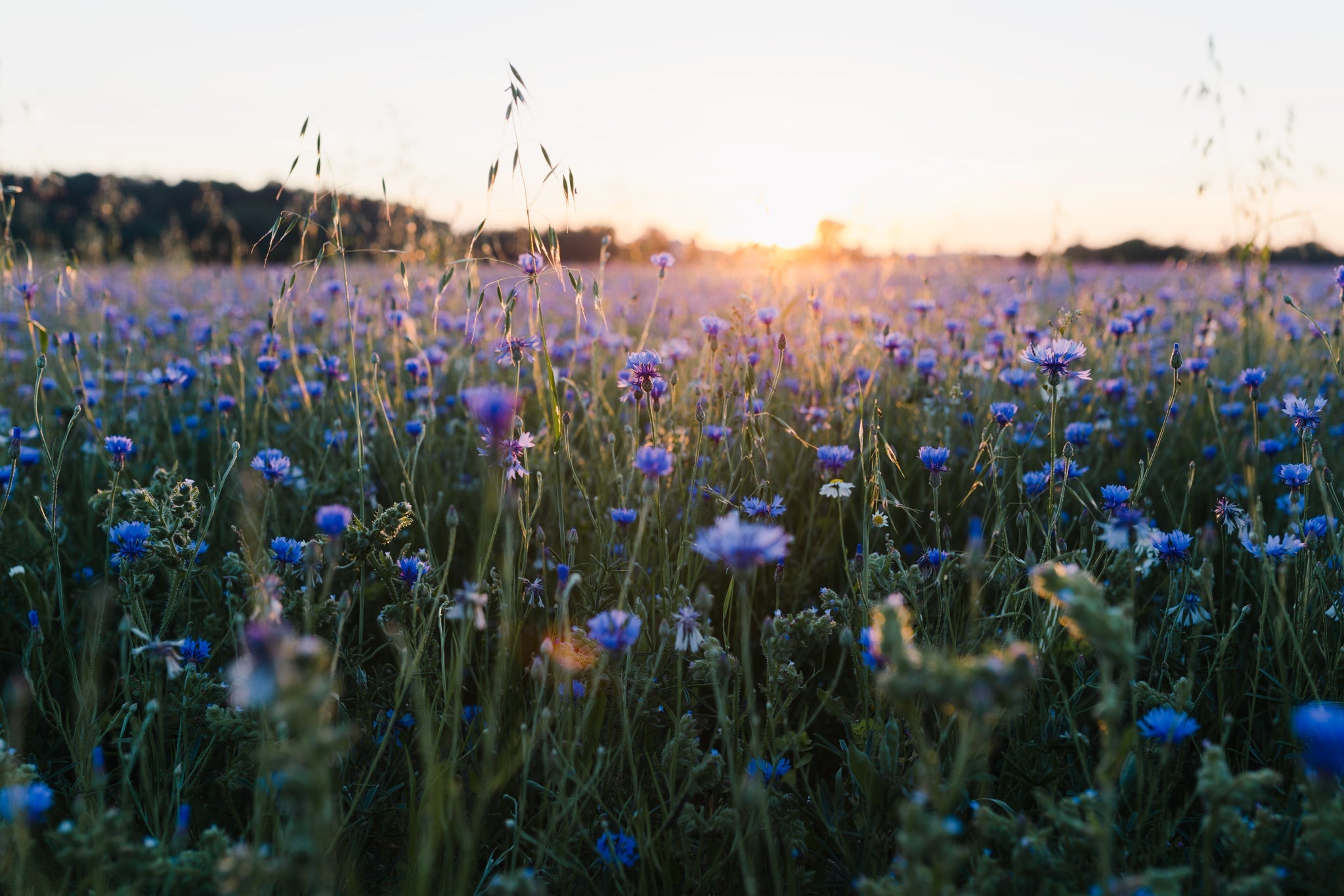 Fleurs sur prairie avec coucher de soleil