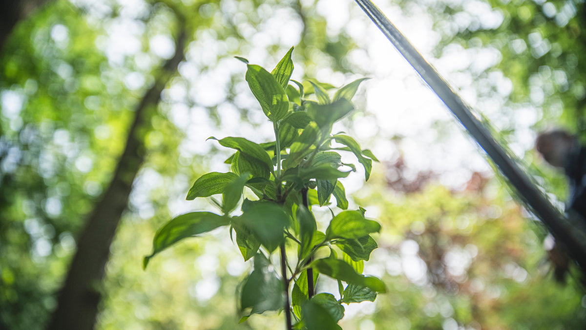 Gros plan d'une plante verte vue du dessous dans une forêt