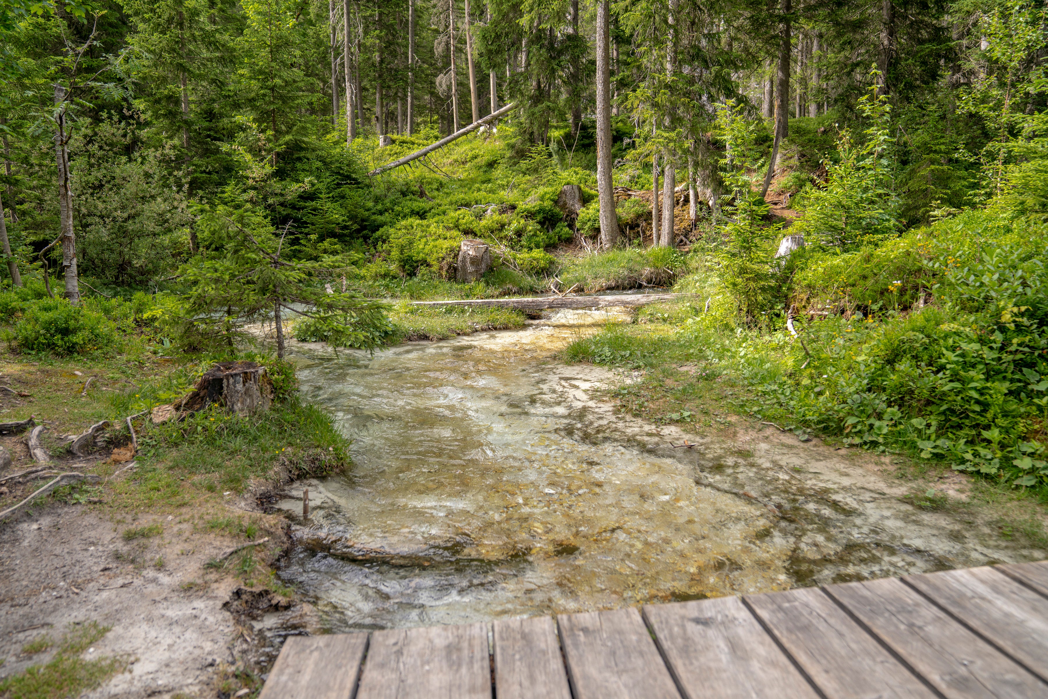 Ruisseau clair au milieu d'une forêt verte