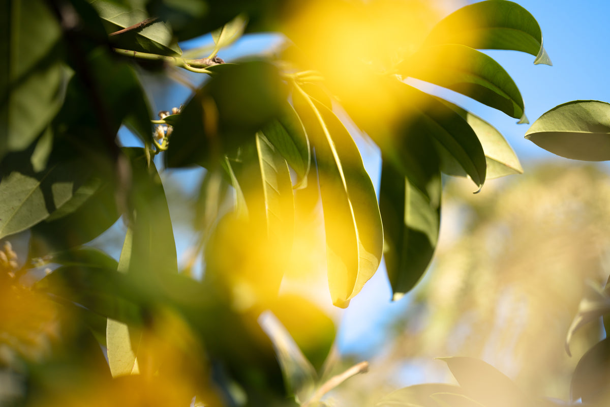 Gros plan de feuilles sur un arbre avec taches de soleil orangées
