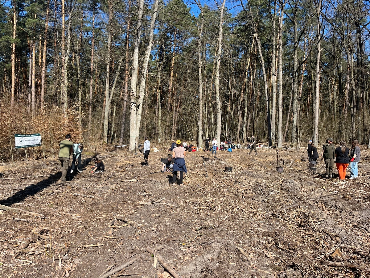 Groupe de personnes plante des arbres au milieu de la forêt
