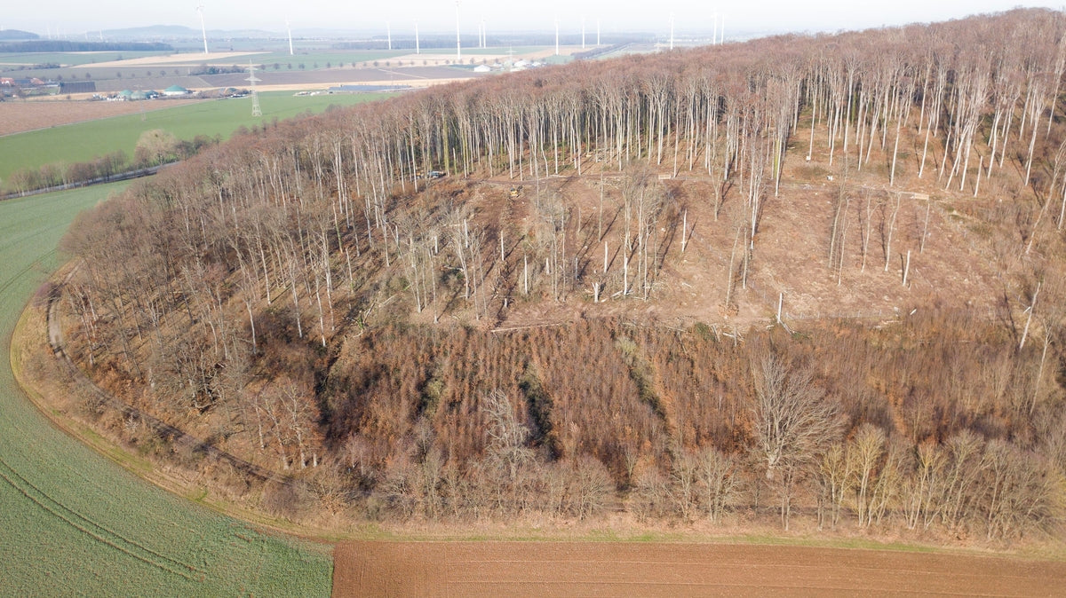 colline brune vue d'en haut dans paysage avec arbres dénudés
