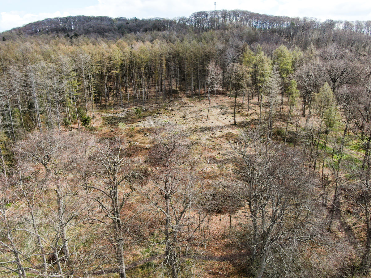 Benther Berg avec arbres à Hanovre