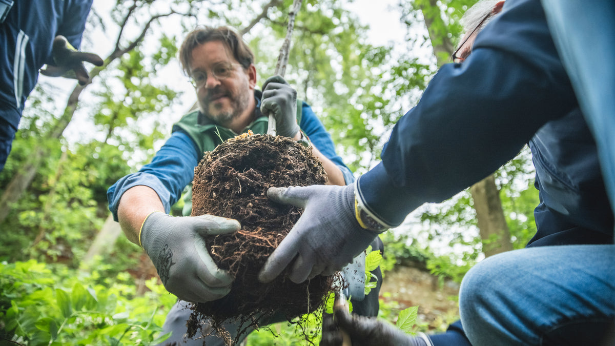 Gros plan d'un jeune arbre en train d'être planté