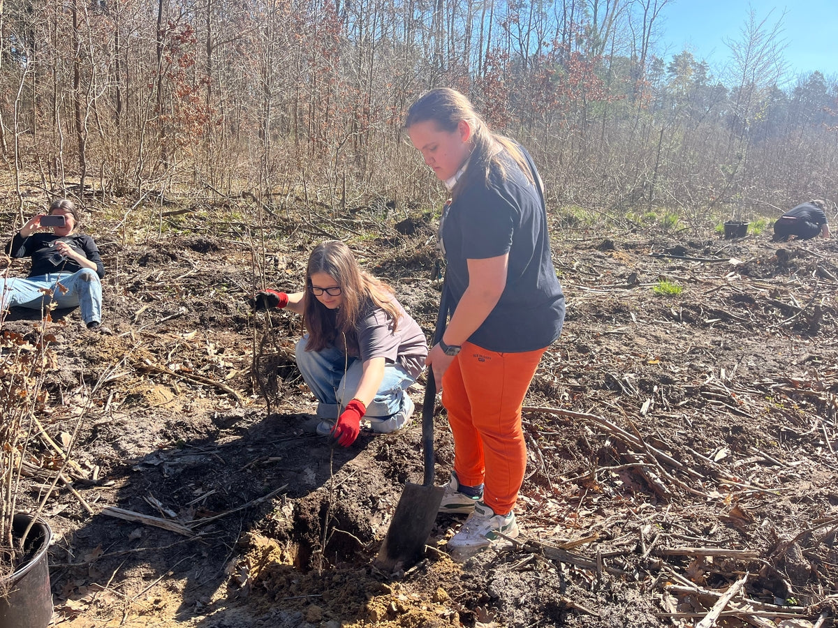 Deux filles avec des bêches plantent un jeune plant - au soleil
