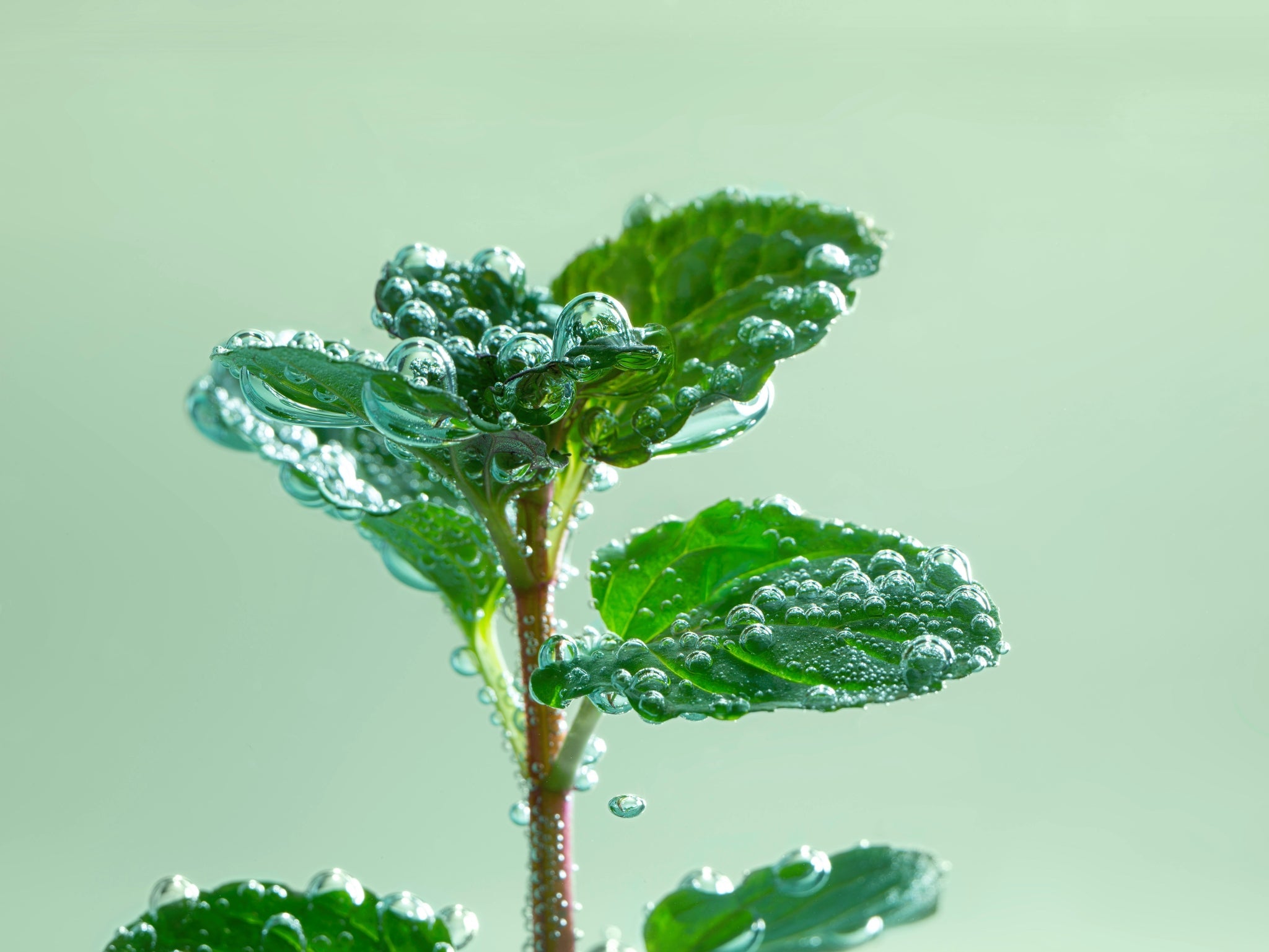 Menthe Bio - ingrédient de Pure Beauty