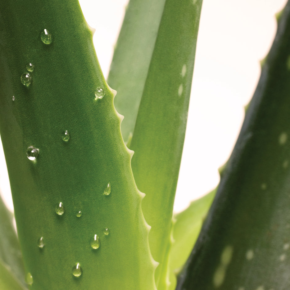 Gros plan sur feuilles d'aloe vera fraîches avec gouttes d'eau