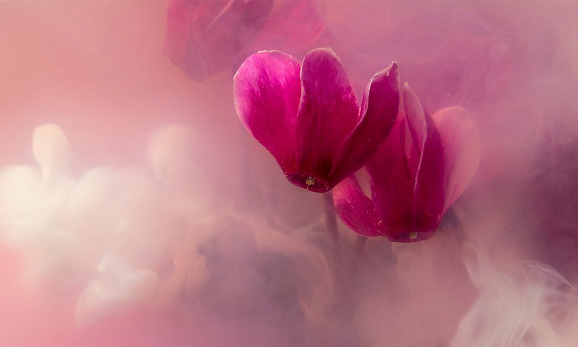 Violette Blüten im Nebel mit weicher Lichtstimmung