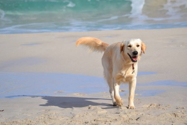 Chien court le long de la plage avec la mer en arrière-plan