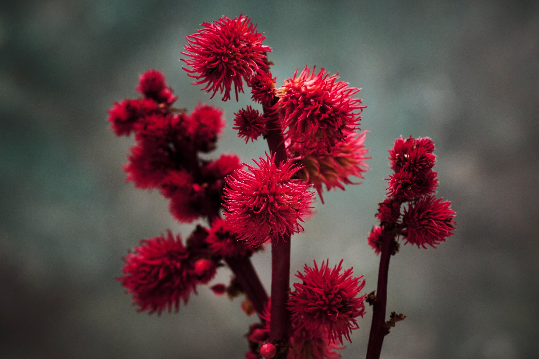 Inflorescences rouge vif du ricin