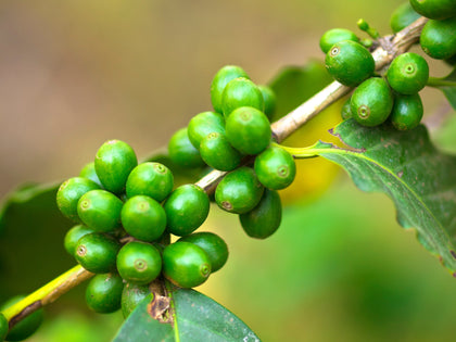 Organic Green Coffee