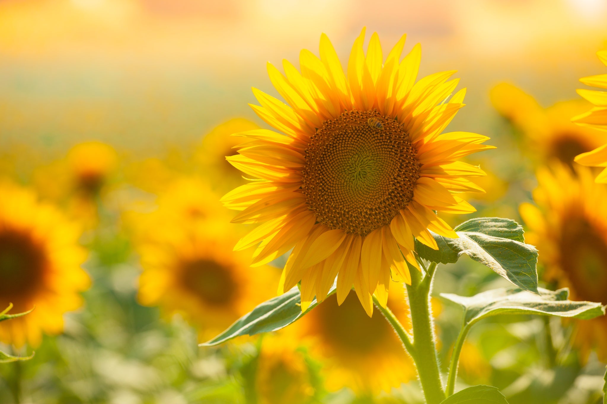 Tournesol en pleine floraison, entouré d'un champ radieux à la lumière estivale.