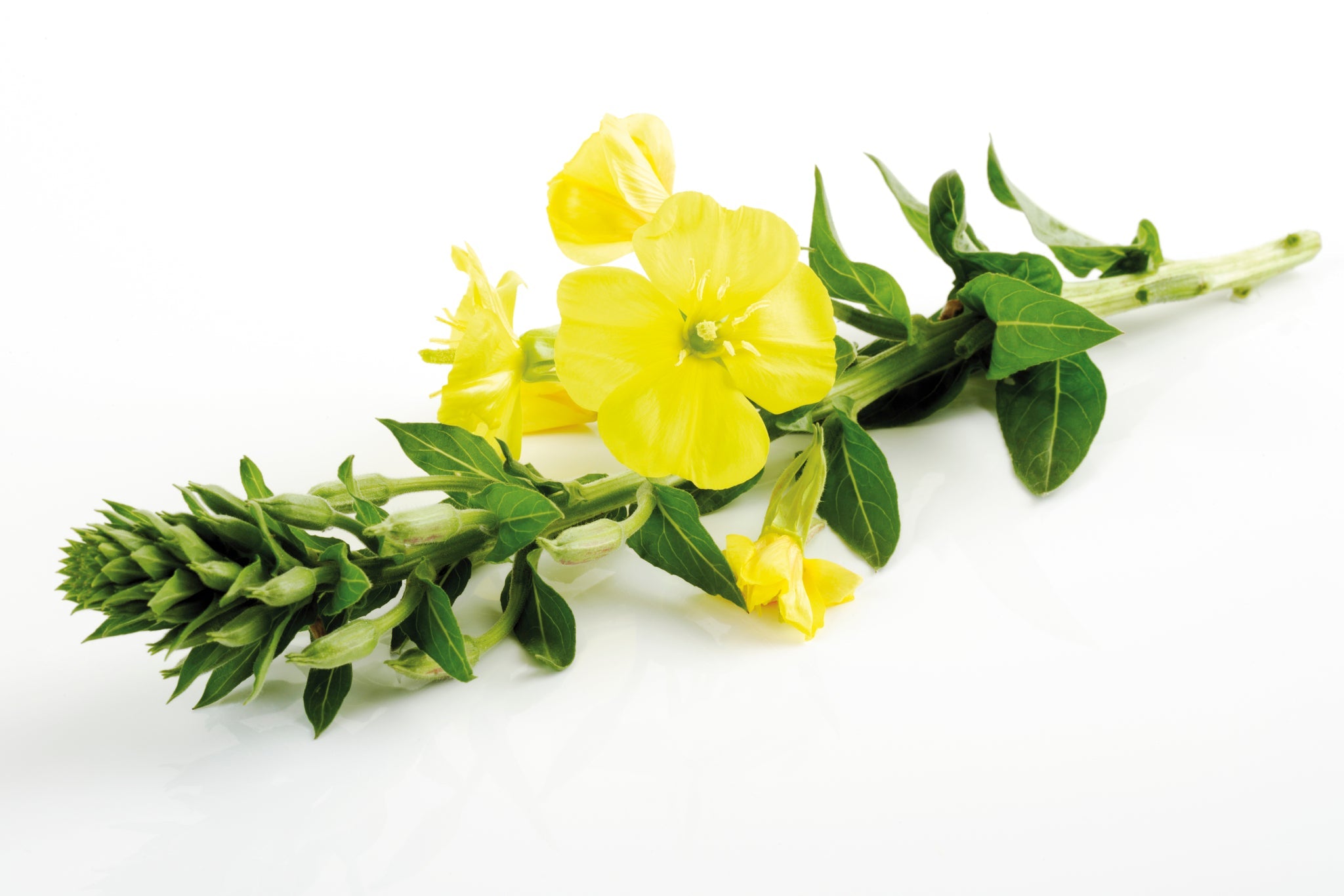 Frischer Stängel mit gelben Blüten der Nachtkerze auf weißem Hintergrund.