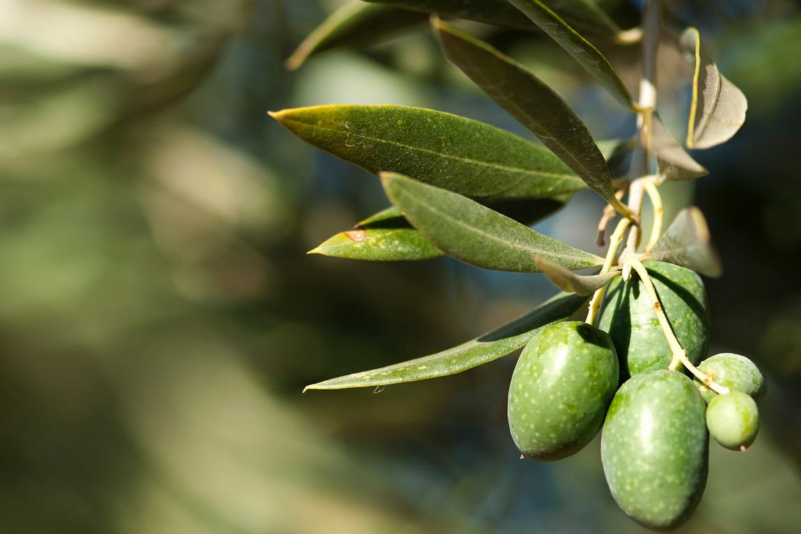 Olives vertes sur une branche avec feuilles à la lumière du soleil
